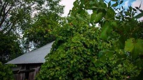 Photo from Miller Rd Remains