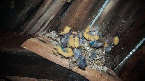 Miller Rd Remains - Miller 10.jpg