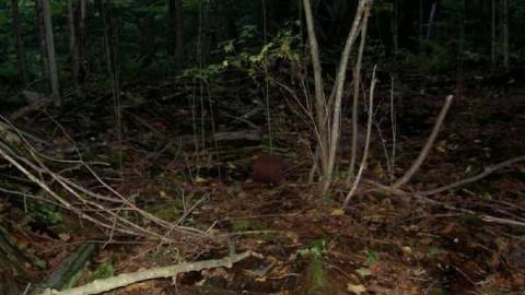 Kennaway (ghost town) photo 3