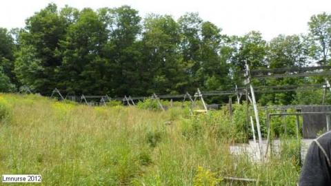 May 2012 - Lavender-Camp6.jpg