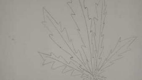 May 2012 - Lavender-Camp8.jpg