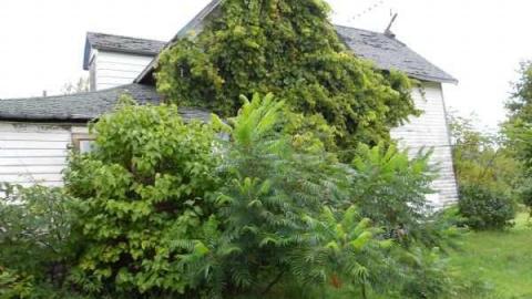 Highway 93 Boarded Up House photo 3