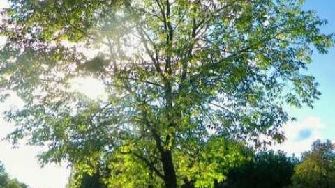 Never forgotten - Cemetery-on-Fourth4.jpg