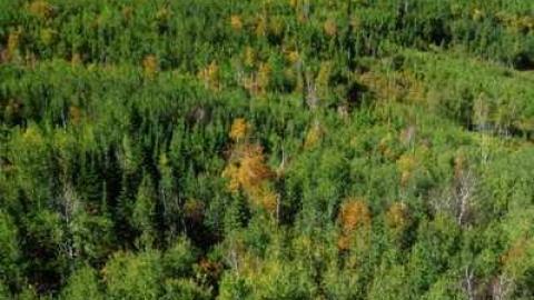 Conmee Fire Tower photo 5