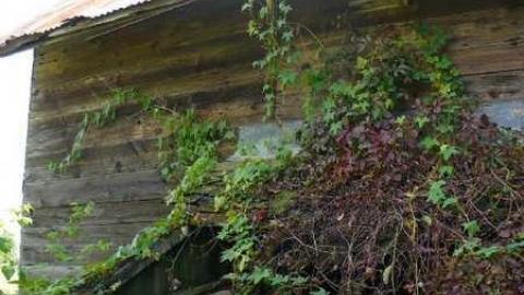 Man's field - P1090860.jpg