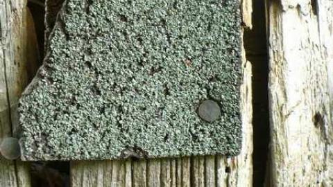 Man's field - P1090864.jpg