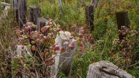 Great Day for a Motorcar Race - The-Acton-Speedway22.jpg