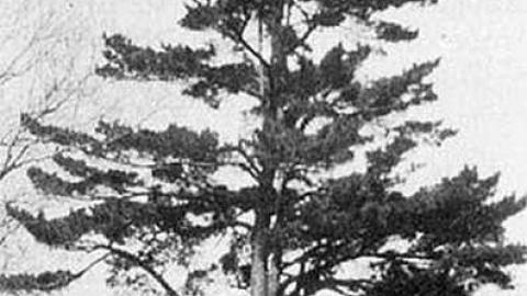 Early 1920s Fire Tower Lookouts photo 3