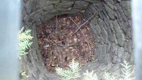 Hoffman Kiln Ruins - Hoffman-Lime-Kiln-Ruins31.jpg