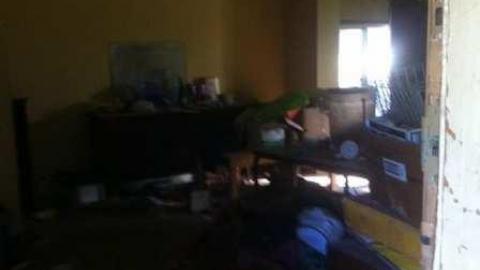 Crazy Cat House - Madison-Ave.-cat-house1.jpg