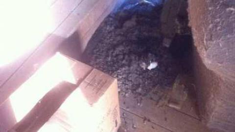 Crazy Cat House - Madison-Ave.-cat-house2.jpg