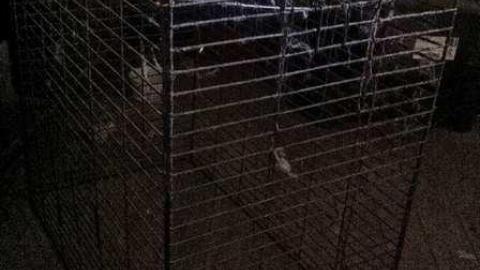 Crazy Cat House - Madison-Ave.-cat-house7.jpg