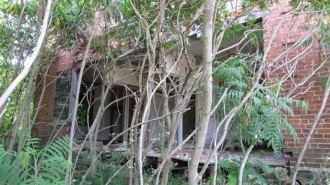 Middle Of Summer - IMG_0112.jpg