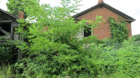 Middle Of Summer - IMG_0114.jpg