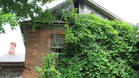 Middle Of Summer - IMG_0116.jpg