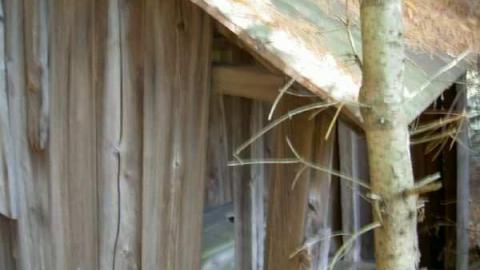 School in the woods cover photo