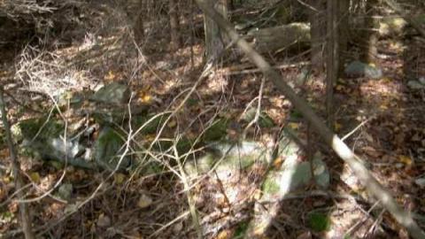 Photo from School in the woods