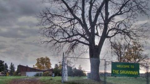 The Savannah - Welcome-to-the-Savannah32.jpg