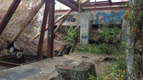 Geese! - Barber-Paper-Mill--Georgetown692.jpg