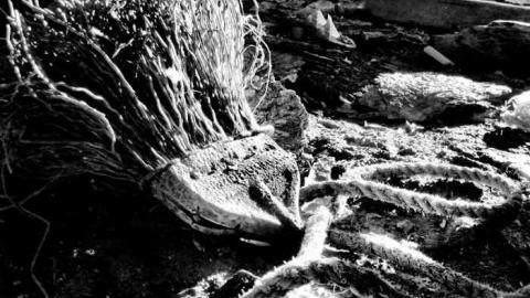 Photo from Drive-by on Louth