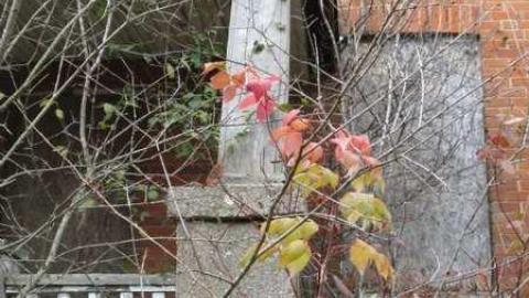 Old Creeper - IMG_1447.jpg