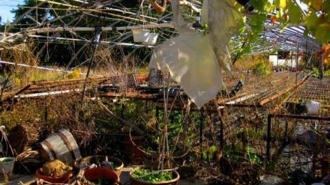 Greenhouse Ruins - 003 - IMG_0083b.jpg