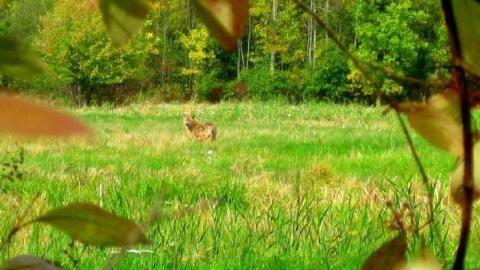 Schisler Collapse - IMG_0103d.jpg