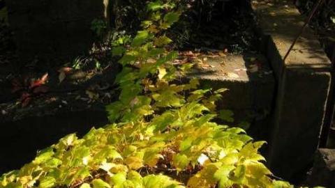 Lowery Mill Remains - The-Old-Lowery-Mill3.jpg