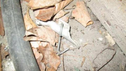 Sweet Decay w/ Sprinkles - Sugar-Shack19.jpg