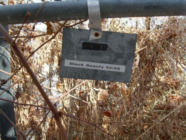 Concord Floral photo 5