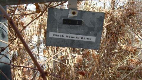 Concord Floral photo 5