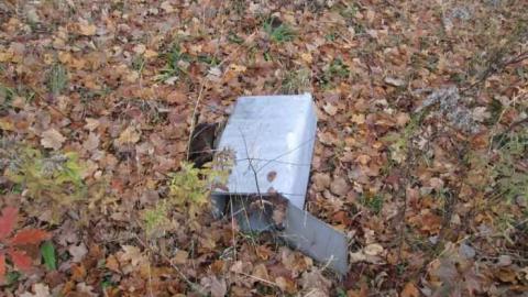 Dodgy - IMG_4081.jpg