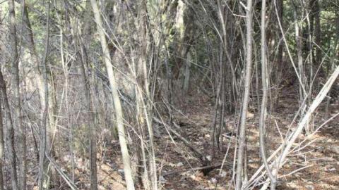 Elim Pioneer Cemetery photo 3