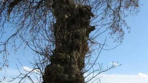 Bella Belwood - Wellington-Rd-2610.jpg