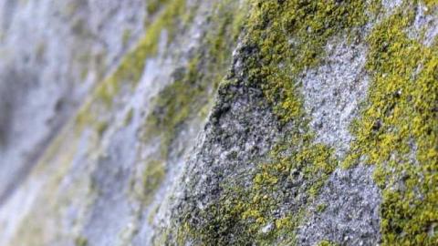 Logan Ruins - Weird-Grass-(aka-Logan-Ruins)5.jpg