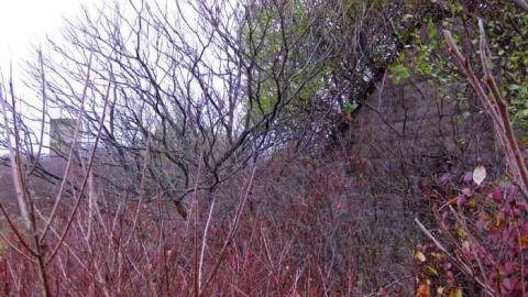 Logan Ruins - Weird-Grass-(aka-Logan-Ruins)6.jpg