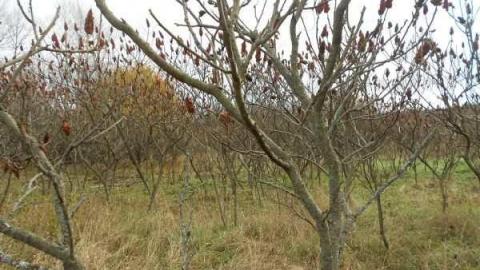 Field Day - Log-Cabin-and-Barns17.jpg