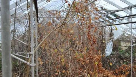 Nov. 10 2012 - Ross-Flowers-Garden-Centre19.jpg