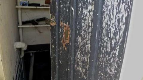 Rubba Dub Duck - DSCN4574.jpg