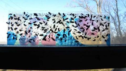 Rubba Dub Duck - DSCN4585.jpg