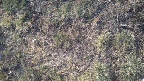 Not Forgotten - Mimicos-Potters-Field17.jpg