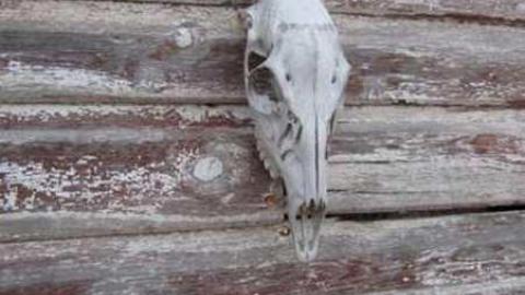 Gallery - Branch-Road14.jpg