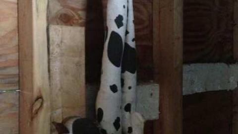 Clawing Upwards - Facade11.jpg