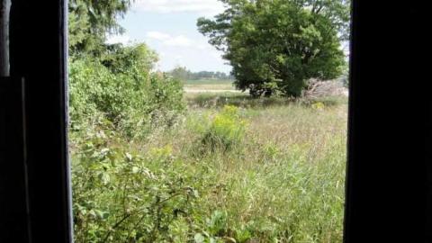 Muted Webb's - DSC03778.jpg