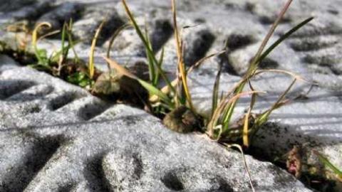 Willick in Autumn - Eternal-Union-(Willick-Burial)7.jpg