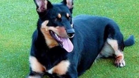 Art Eggle 10 - Puppy-Mill25.jpg