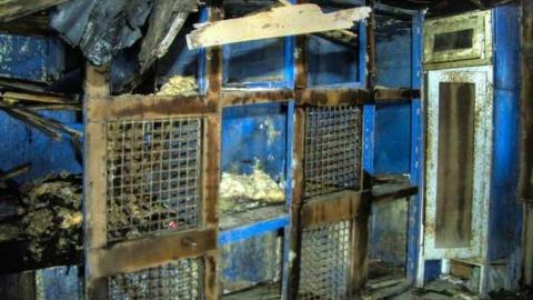 Art Eggle 10 - Puppy-Mill21.jpg