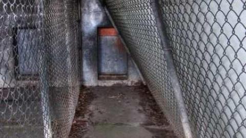 Art Eggle 10 - Puppy-Mill18.jpg