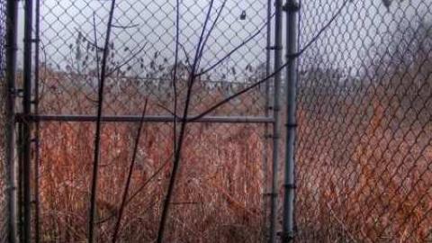 Art Eggle 10 - Puppy-Mill8.jpg